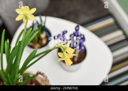 Muscari-Blüten, Narzissen und Mini-Iris in einem Topf auf dem Tisch im Innenraum Stockfoto