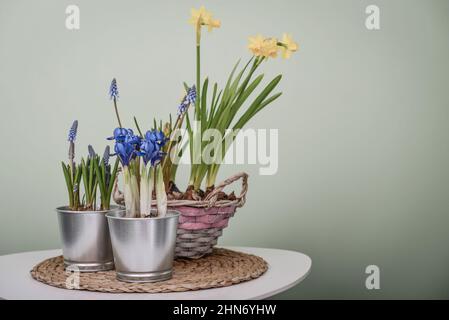 Muscari-Blüten, Narzisse und Mini-Iris in einem Topf auf grünem Hintergrund Stockfoto