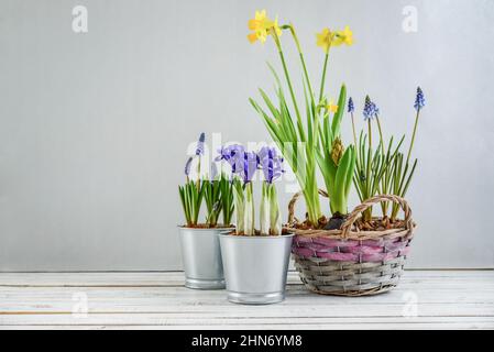 Muscari-Blüten, Narzisse und Mini-Iris in einem Topf auf blauem Hintergrund Stockfoto