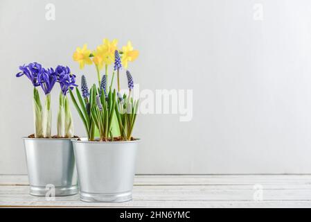 Muscari-Blüten, Narzisse und Mini-Iris in einem Topf auf blauem Hintergrund Stockfoto