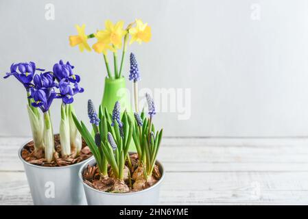 Muscari-Blüten, Narzisse und Mini-Iris in einem Topf auf blauem Hintergrund Stockfoto