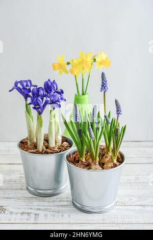 Muscari-Blüten, Narzisse und Mini-Iris in einem Topf auf blauem Hintergrund Stockfoto