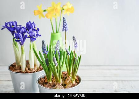 Muscari-Blüten, Narzisse und Mini-Iris in einem Topf auf blauem Hintergrund Stockfoto