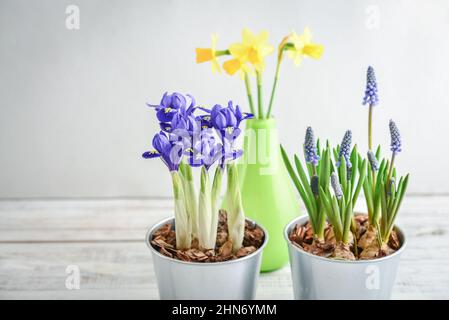 Muscari-Blüten, Narzisse und Mini-Iris in einem Topf auf blauem Hintergrund Stockfoto