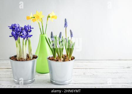 Muscari-Blüten, Narzisse und Mini-Iris in einem Topf auf blauem Hintergrund Stockfoto