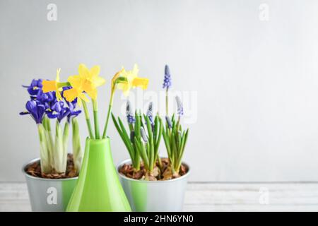 Muscari-Blüten, Narzisse und Mini-Iris in einem Topf auf blauem Hintergrund Stockfoto