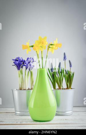Muscari-Blüten, Narzisse und Mini-Iris in einem Topf auf blauem Hintergrund Stockfoto