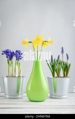 Muscari-Blüten, Narzisse und Mini-Iris in einem Topf auf blauem Hintergrund Stockfoto