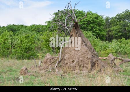 Ein großer Termitenhügel in Simbabwe Stockfoto