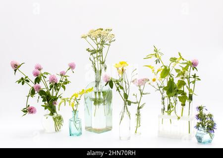 Wildfeld Kräuter in Flaschen unterschiedlicher Formen auf weiß-grauem Hintergrund als Dekoration. Karte, Flasche ätherisches Öl mit Kräutern auf weißem Backgrou Stockfoto