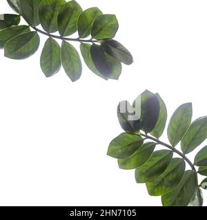 Ein Rahmen von Zweigen der Zamioculcas Pflanze isoliert auf weiß Stockfoto