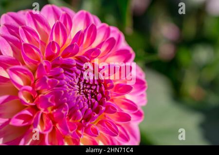 Wunderschöne Sommerdahlia-Blumen im traditionellen englischen Garten Stockfoto