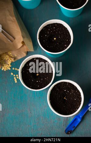 Keimen von Pfeffersamen vor dem Pflanzen im Garten Stockfoto