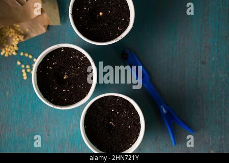 Keimen von Pfeffersamen vor dem Pflanzen im Garten Stockfoto