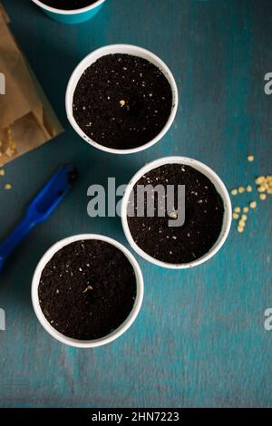 Keimen von Pfeffersamen vor dem Pflanzen im Garten Stockfoto