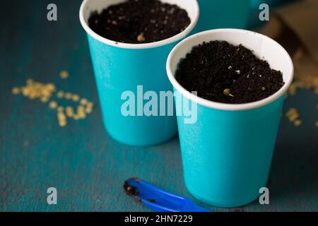 Keimen von Pfeffersamen vor dem Pflanzen im Garten Stockfoto