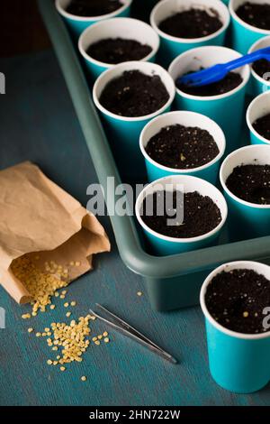 Keimen von Pfeffersamen vor dem Pflanzen im Garten Stockfoto