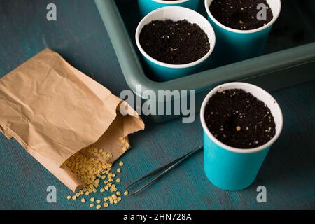 Keimen von Pfeffersamen vor dem Pflanzen im Garten Stockfoto