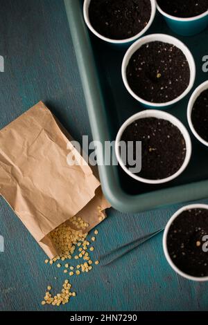 Keimen von Pfeffersamen vor dem Pflanzen im Garten Stockfoto