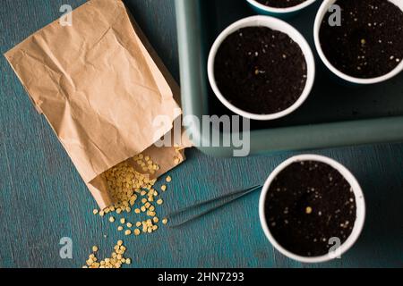 Keimen von Pfeffersamen vor dem Pflanzen im Garten Stockfoto