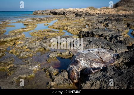 Eine tote Karettschildkröte Caretta careta, die teilweise an einem felsigen Strand liegt. Stockfoto