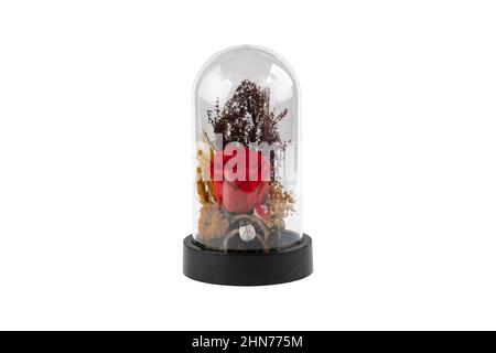 Glasterrarium. Großes Terrarium isoliert auf weißem Hintergrund. Sukkulenten Pflanzen in Glas-Florariumvasen, Kopierraum. Home Mini Garten Konzept. Stockfoto