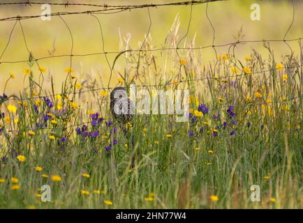 Eine kleine Eule, Athene noctua, thronte auf einem Stacheldraht. Stockfoto