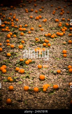 Viele reife Mandarinenorangen liegen auf dem Boden, in einem Orangengarten. Stockfoto