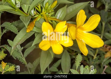 Leuchtend gelbe Blüten von Allamanda cathartica ‘Silver Sunee’, einem immergrünen Strauch, auf dem Hintergrund grauer/grüner Blätter Stockfoto