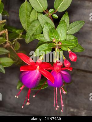 Atemberaubende leuchtend rote und violette Blüten von Fuchsia, die an einem Haufen smaragdgrüner Blätter vor einem dunkelbraunen Hintergrund hängen Stockfoto