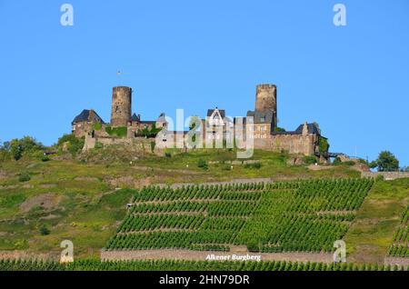 Das Schloss Thurant in Hunsrück auf dem Burgberg Alkener, das mit Trauben mit blauem Himmel bepflanzt ist Stockfoto