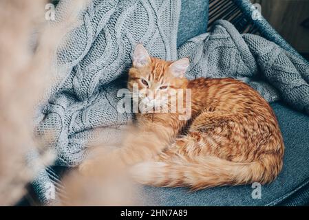 Niedliche Ingwer-Katze schläft zu Hause auf einem Sessel Stockfoto