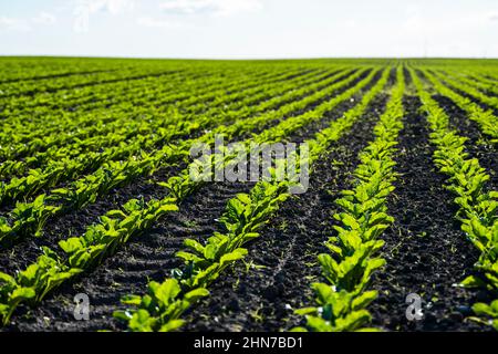 Lange Reihen junger Zuckerrüben sprießen auf fruchtbarem Boden auf einem landwirtschaftlichen Feld. Agrarprozess. Ländliche Landschaft. Stockfoto