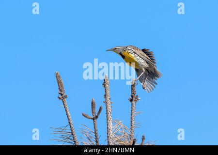 Nahaufnahme einer Westlichen Meadowlerche, die ein Bein und einen Rückenflügel ausstreckt, mit ihrer leuchtend gelben Brust, ihren scharf gekrümmten Krallen und ihrer inneren Federstruktur. Stockfoto