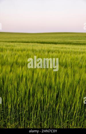 Landschaft von frischen jungen unreifen saftigen Stacheletts aus Gerste. Agrarprozess. Landwirtschaft. Stockfoto