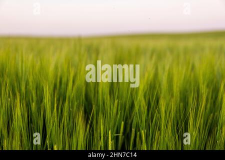 Grüne junge unreife saftige Stacheletts aus Gerste auf einem landwirtschaftlichen Feld. Ernte im Frühjahr oder Sommer. Landwirtschaft. Stockfoto