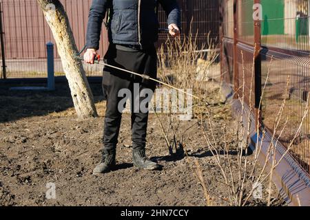 Pestizide, Pestizide auf Johannisbeerbusch sprühen. Unschärfe Landwirt Mann sprühen Baum mit manuellen Pestizid-Sprüher gegen Insekten im Frühlingsgarten Stockfoto