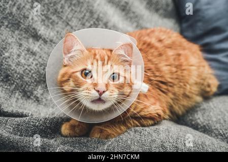 Bild einer orangen Katze mit tierärztärtigem Kegel auf dem Kopf, nach der Operation. Stockfoto