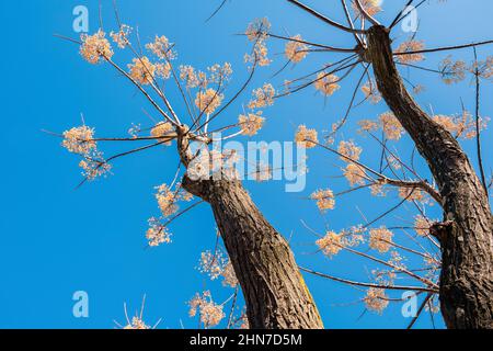 Melia azedarach oder Chinaberry Baum an einem sonnigen Wintertag, Trauben von Beeren Stockfoto
