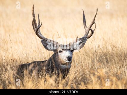 Nahaufnahme eines Mule-Hirsch-Bucks von vorne, mit großen pelzigen Ohren und einem schönen Geweih, der auf einem goldenen Feld ruht. Stockfoto