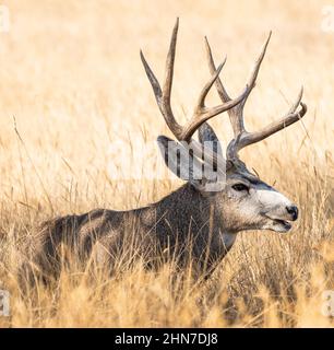 Nahaufnahme Porträt eines Mule-Hirsch-Bucks in Ruhe in einem goldgrünen Herbstfeld. Stockfoto