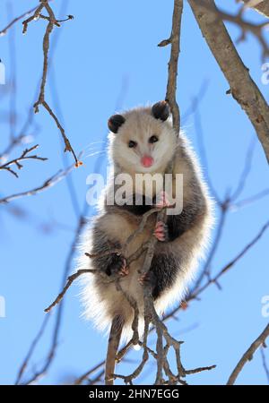 Opossum mit Hintergrundbeleuchtung Stockfoto