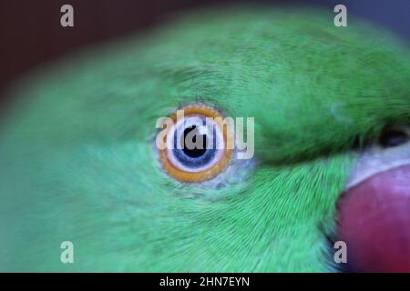 Nahaufnahme schoss einen schönen Papagei mit grünem Fell und schönem Schnabel des bangladeschischen Papageien Stockfoto