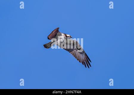 Fischadler im Flug schwebt im Seitenprofil, mit einem ausgestreckten Flügel gegen einen tiefblauen Himmel. Stockfoto