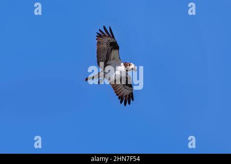 Ein Fischadler schüttelt Wasser von seinen Federn wie ein nasser Hund, während er mitten im Flug gegen einen blauen Himmel schwebt. Stockfoto