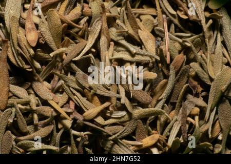 Lebensmittel Gewürze Nahaufnahme Fotografie, Aromen von kulturellen Speisen. Kochen mit Geschmack. Thymian-Gewürz. Stockfoto