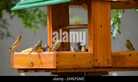 Canarinhos (Sicalis flaveola) Stockfoto