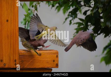 Canarinhos (Sicalis flaveola) Stockfoto