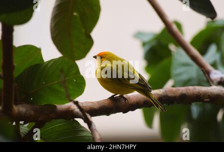 Canarinhos (Sicalis flaveola) Stockfoto