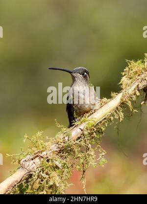 Talamanca Kolibri (Eugenes spectabilis) , Weibchen, ehemals prachtvoller Kolibri (Eugenes fulgens) Stockfoto